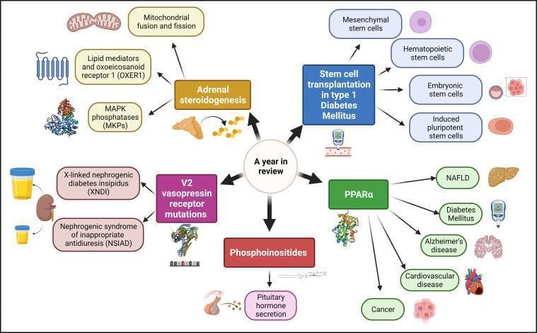 Educational infographic and concept map summarizing key research topics in cellular endocrinology. Centered on the theme 'A year in review,' the diagram branches into five primary pillars: Adrenal steroidogenesis, Stem cell transplantation in type 1 Diabetes Mellitus, PPARα, Phosphoinositides, and V2 vasopressin receptor mutations. Each pillar connects to specific sub-topics and clinical conditions through arrows and illustrative icons. Key anatomical and physiological concepts shown include mitochondrial dynamics (fusion/fission), adrenal gland function, and pituitary hormone secretion. Pathological associations are highlighted via icons representing NAFLD (liver), Alzheimer's disease (brain), cardiovascular disease (heart), and renal conditions like X-linked nephrogenic diabetes insipidus (kidney/urine specimens). Molecular biology elements include G protein-coupled receptors (GPCRs), MAPK phosphatases, and various stem cell types (mesenchymal, hematopoietic, embryonic, and iPSCs). This visual serves as a comprehensive overview of hormonal signaling pathways, metabolic disorders, and regenerative medicine within the endocrine system, tailored for advanced medical students and researchers.