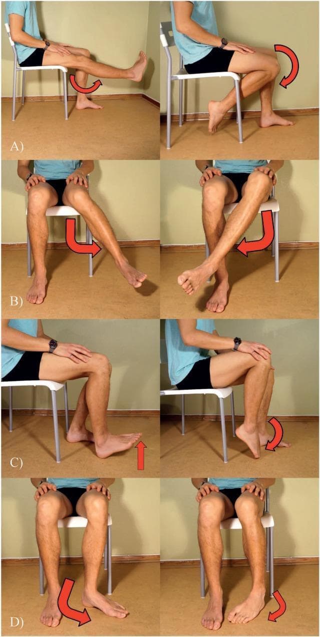 A series of clinical photographs illustrating lower limb range of motion (ROM) exercises and biomechanics. The images are categorized into four panels (A-D), each demonstrating specific joint movements used in musculoskeletal assessment and physical therapy. Panel A shows sagittal view knee extension (left) and knee flexion (right), with curved red arrows indicating the arc of motion. Panel B displays hip/femoral rotation, featuring external (lateral) rotation (left) and internal (medial) rotation (right) in a seated position. Panel C demonstrates ankle kinematics, specifically dorsiflexion (left) and plantar flexion (right). Panel D illustrates transverse plane tibial rotation, showing lateral rotation (left) and medial rotation (right). These visuals serve as a clinical guide for identifying standard non-weight-bearing movements, useful for studying motor patterns, surface electromyography (sEMG) electrode placement, and rehabilitation protocols for lower limb conditions or phantom limb pain treatment.