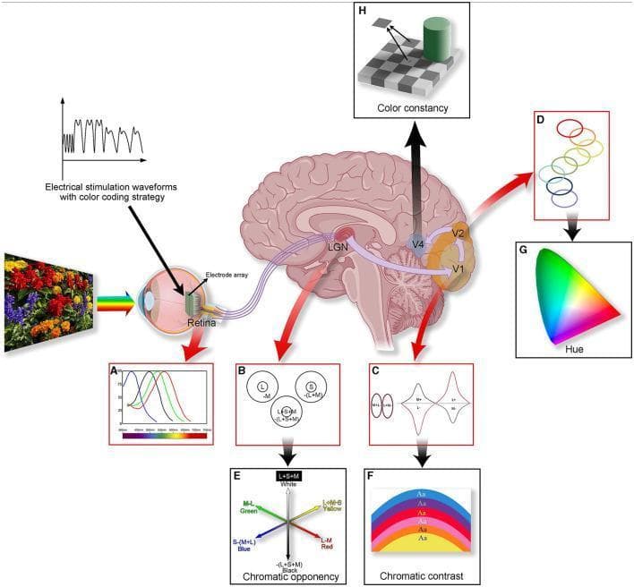 A comprehensive neuroanatomical and physiological infographic illustrating the human color visual pathway. Central to the image is a sagittal view of the human brain and eye, showing signal transmission from the retina through the lateral geniculate nucleus (LGN) to the visual cortex (V1, V2, and V4). The diagram is divided into sections covering physiology (A-D) and perception (E-H). Section A displays the absorption spectra of L, M, and S cone cells. Section B and E illustrate chromatic opponency, showing how the LGN compares cone signals to create red-green and blue-yellow channels. Section C and F focus on V1 processing, depicting 'double-opponent' cells responsible for chromatic contrast calculations. Section D and G highlight V2 cortical bands and their role in hue representation. Finally, Section H shows V4's involvement in color constancy. The infographic also includes a conceptual interface for an electrode array on the retina, suggesting applications in artificial vision and neural coding strategies for vision restoration.