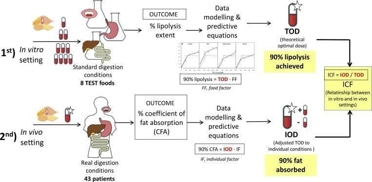 A methodological flow diagram illustrating a two-stage research approach to optimize Pancreatic Enzyme Replacement Therapy (PERT) for patients with Cystic Fibrosis. The top section depicts the first stage: an 'in vitro setting' using laboratory equipment (flasks and tubing) to simulate the human digestive tract (mouth, stomach, liver, and intestine). Eight test foods are processed under standard digestion conditions to measure the '% lipolysis extent.' Data modeling and predictive equations are applied to determine the Theoretical Optimal Dose (TOD) required to achieve 90% lipolysis. The bottom section depicts the second stage: an 'in vivo setting' involving 43 patients under real digestion conditions. The primary outcome is the '% coefficient of fat absorption (CFA).' Subsequent data modeling determines the Individual Optimal Dose (IOD) to achieve 90% fat absorption. The final component links both stages by calculating the Individual Correction Factor (ICF), defined as the ratio of IOD to TOD. This algorithm serves as a clinical pharmacological model to bridge laboratory digestion findings with patient-specific physiological needs to manage malabsorption.