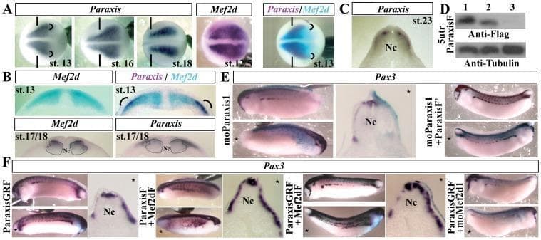 This composite educational graphic illustrates the cooperative effects of transcription factors Paraxis and Mef2d on dermomyotome formation in Xenopus embryos. Panels A-C show whole-mount in situ hybridization (WISH) and transverse sections tracking Paraxis and Mef2d mRNA expression from neurulation (stage 13) to tailbud stages. Notable findings include co-localization in the lateral paraxial mesoderm at stage 13, shifting to dorsolateral somite regions by stage 18. Panel D presents a Western blot confirming the knockdown efficiency of oligomorpholinos (moParaxis1) against Flag-tagged Paraxis protein. Panels E and F demonstrate the functional hierarchy through loss-of-function and gain-of-function experiments using Pax3 as a marker for dermomyotome development. Data show that moParaxis1 injection decreases Pax3 expression, which can be rescued by ParaxisF' mRNA. Conversely, overexpression of Paraxis (ParaxisGRF) or co-injection with Mef2dF significantly enhances and ventrally extends the Pax3 expression domain. Transverse sections reveal spatial orientation relative to the notochord (Nc). The visual supports the role of a Mef2d/Paraxis/Meox2/Pax3 regulatory pathway in early myogenesis and somite compartmentalization.