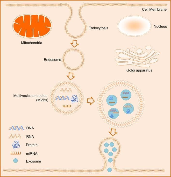 This medical pathophysiology diagram illustrates the biogenesis of exosomes within a human cell. The schematic depicts key organelles including the nucleus, mitochondria with distinct cristae, and the Golgi apparatus. The process of exosome formation begins at the plasma membrane via endocytosis, leading to the creation of an early endosome. This endosome matures into a multivesicular body (MVB) through inward budding of the endosomal membrane. The MVB is shown encapsulating diverse molecular cargo, specifically DNA, RNA, miRNA, and proteins, which are organized into intraluminal vesicles. The final stage demonstrates the MVB fusing with the cell membrane, releasing these internal vesicles into the extracellular space as exosomes. The diagram serves as an educational tool for understanding cellular signaling pathways, paracrine communication, and the transport of genetic and proteomic material between cells. Key labels and a legend identify the molecular components and structural stages of the endocytic pathway.