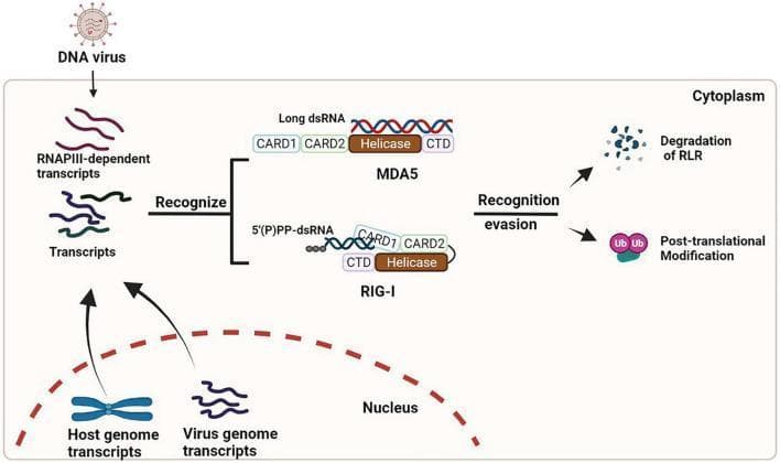 This pathophysiology diagram illustrates the RIG-I-like receptor (RLR) signaling pathway and its evasion by DNA viruses within the human cytoplasm. The left side depicts the 'Recognition' phase, where DNA virus infection leads to the production of RNAPIII-dependent transcripts, host genome transcripts, and virus genome transcripts. These RNAs are recognized by specific RLRs: MDA5, which binds to long double-stranded RNA (dsRNA), and RIG-I, which binds to 5'(P)PP-dsRNA. Both proteins are shown with their characteristic domain architecture, including CARD1, CARD2, Helicase, and C-terminal domains (CTD). The right side of the diagram illustrates 'Recognition evasion' strategies employed by viruses to dampen innate immune responses. Two primary mechanisms are shown: the degradation of RLR proteins into fragmented components and the inhibition via post-translational modifications, specifically ubiquitination (indicated by Ub tags). This infographic serves as an educational summary of how the innate immune system detects viral genetic material and the counter-mechanisms used by pathogens to escape immune surveillance.