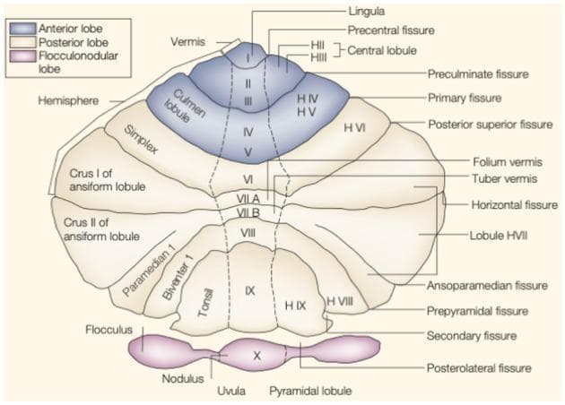 This anatomical diagram presents a flattened or unfolded view of the human cerebellar cortex, illustrating the topographical arrangement of its lobes, fissures, and lobules. The map is divided into three primary regions: the Anterior Lobe (blue), the Posterior Lobe (beige), and the Flocculonodular Lobe (pink/purple). The central vertical axis represents the vermis (lobules I-X), flanked by the cerebellar hemispheres (labeled with H prefixes). Key landmarks include the primary fissure, which separates the anterior lobe (lobules I-V) from the posterior lobe (lobule VI and below), and the posterolateral fissure, which demarcates the flocculonodular lobe (lobule X). Notable lobules identified include the lingula, central lobule, culmen, simplex, crus I and II of the ansiform lobule, paramedian, biventer, tonsil, and uvula. Major anatomical fissures such as the precentral, preculminate, horizontal, ansoparamedian, and secondary fissures are precisely mapped to show the structural boundaries essential for neuroanatomical study and functional localization of motor and cognitive centers within the cerebellum.