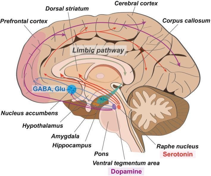 A medical schematic illustrating the neuroanatomical pathways and neurotransmitter circuits implicated in depression, depicted in a mid-sagittal section of the human brain. The diagram highlights key structural regions including the prefrontal cortex, dorsal striatum, nucleus accumbens, hypothalamus, amygdala, and hippocampus. The nucleus accumbens serves as a central hub, receiving GABAergic and glutamatergic (Glu) inputs from the prefrontal cortex. Two primary neurotransmitter pathways are color-coded: the serotonin pathway (red arrows) originates in the raphe nucleus and projects to the limbic pathway and hippocampus; the dopamine pathway (purple arrows) originates in the ventral tegmental area (VTA) and projects broadly to the prefrontal cortex and the cerebral cortex. The corpus callosum and brainstem structures (pons and raphe nucleus) provide anatomical orientation. This illustration is designed to teach the functional connectivity and chemical imbalances associated with depressive disorders, emphasizing the intersection of the reward system and the limbic system.