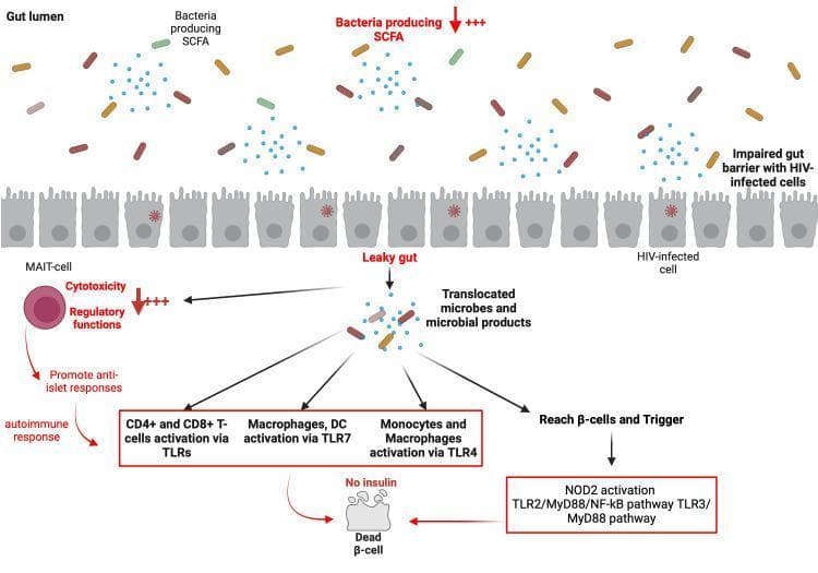This pathophysiology diagram illustrates the link between HIV-associated gut dysbiosis and the development of Type 1 Diabetes Mellitus (T1DM). The upper section shows the gut lumen with decreased short-chain fatty acid (SCFA)-producing bacteria. An impaired gut barrier is depicted with HIV-infected epithelial cells, leading to a 'leaky gut' and the translocation of microbes and microbial products into the systemic circulation. This translocation triggers two primary pathways: 1) Systemic immune activation via Toll-like receptors (TLRs), involving CD4+/CD8+ T-cells, macrophages, dendritic cells (DCs), and monocytes, which promotes an autoimmune anti-islet response. 2) Direct interaction of microbial products with pancreatic beta cells, triggering intracellular signaling pathways including NOD2, TLR2/MyD88/NF-kB, and TLR3/MyD88. The diagram further highlights the role of Mucosal-Associated Invariant T (MAIT)-cells, which exhibit altered cytotoxicity and regulatory functions under these conditions. The final outcome is pancreatic beta-cell destruction (dead beta-cell) and the cessation of insulin production, illustrating a proposed mechanism for secondary autoimmune diabetes in people living with HIV (PLWH).
