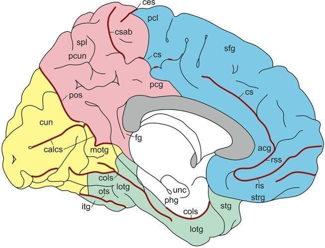 Anatomical diagram of the medial aspect of the human brain, illustrating the major gyri and sulci labeled for neuroanatomical education. The diagram uses color-coding to differentiate cerebral lobes: frontal (blue), parietal (pink), and occipital/temporal (yellow/green). Key landmarks include the cingulate sulcus (cs) and its ascending branch (csab), which separate the superior frontal gyrus (sfg) and paracentral lobule (pcl) from the cingulate gyrus (acg, pcg). The central sulcus (ces) is visible superiorly. In the posterior region, the parieto-occipital sulcus (pos) separates the precuneus (pcun) from the cuneus (cun). The calcarine sulcus (calcs) is shown within the occipital lobe. Inferior structures depicted include the parahippocampal gyrus (phg), uncus (unc), collateral sulcus (cols), and the lateral occipitotemporal gyrus (lotg). This educational resource is designed for advanced neuroanatomy study, providing a standardized map of cortical folding and lobular divisions.