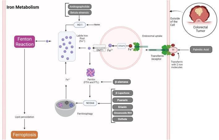 This pathophysiology diagram illustrates the intracellular mechanisms of iron metabolism and its role in inducing ferroptosis within a colorectal tumor cell. The process begins with the binding of iron-loaded transferrin (Tf) to the transferrin receptor on the cell membrane, influenced by palmitic acid. Following endosomal uptake, ferric iron (Fe3+) is converted to ferrous iron (Fe2+) by the metalloreductase STEAP3 and exported into the cytosol via the divalent metal transporter 1 (DMT1). The resulting labile iron pool (Fe2+) can either be sequestered in ferritin (comprised of FTH and FTL subunits) or utilized in the Fenton reaction. The diagram details ferritinophagy, a process mediated by NCOA4 that degrades ferritin to release free iron back into the labile pool. Various natural products are shown modulating these pathways: andrographolide and Betula etnensis target HO-1 mediated heme degradation; beta-elemene influences ferritin; and compounds like beta-lapachone, puerarin, and erianin regulate NCOA4. Ultimately, excess labile iron drives the Fenton reaction and lipid peroxidation, culminating in ferroptotic cell death.