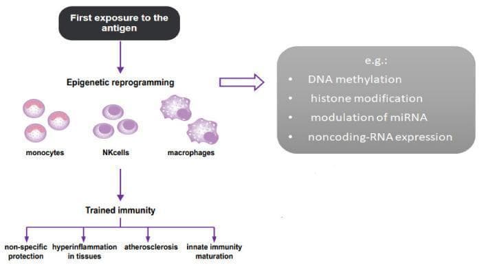 A pathophysiology diagram illustrating the mechanism of trained immunity in humans. The flowchart begins with 'First exposure to the antigen,' which triggers 'Epigenetic reprogramming' in innate immune cells, specifically monocytes, NK cells, and macrophages. These cells are visually depicted with characteristic morphologies: monocytes and NK cells appear as small spherical cells, while macrophages are shown as larger, more irregular phagocytic cells. The diagram highlights key molecular processes involved in this reprogramming, including DNA methylation, histone modification, modulation of miRNA, and noncoding-RNA expression. The central outcome of these changes is identified as 'Trained immunity.' The bottom section of the algorithm shows the clinical consequences and manifestations of this state, branching into four categories: non-specific protection, hyperinflammation in tissues, atherosclerosis (ASCVD), and innate immunity maturation. This visual resource effectively summarizes the link between molecular epigenetic changes in the innate immune system and chronic inflammatory pathologies.