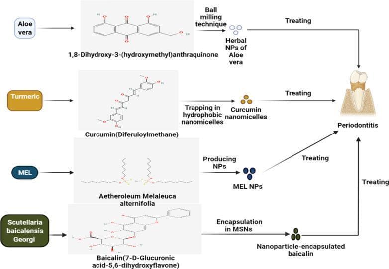 This medical flowchart illustrates various preparation methods for nano-based herbal formulations derived from medicinal plants to treat periodontitis. The diagram follows four parallel pathways: 1) Aloe vera (extracting 1,8-Dihydroxy-3-(hydroxymethyl)anthraquinone) undergoes a ball milling technique to create herbal nanoparticles (NPs). 2) Turmeric (extracting Curcumin/Diferuloylmethane) is processed via trapping in hydrophobic nanomicelles. 3) Melaleuca alternifolia (MEL/Aetheroleum Melaleuca alternifolia) is used for producing NPs. 4) Scutellaria baicalensis Georgi (extracting Baicalin/7-D-Glucuronic acid-5,6-dihydroxyflavone) is encapsulated in mesoporous silica nanoparticles (MSNs). Each pathway shows the chemical structure of the active compound, the specific nanotechnology-based manufacturing technique, and the resulting nanoparticle morphology (represented by color-coded spheres). All four paths converge on a clinical illustration of periodontitis—showing a tooth with bone loss and inflamed gingival tissue—indicating their application as targeted therapeutic interventions. This diagram is designed for dentistry and pharmacology education to highlight drug delivery systems that overcome the poor solubility and bioavailability of natural phytochemicals in treating inflammatory oral diseases.