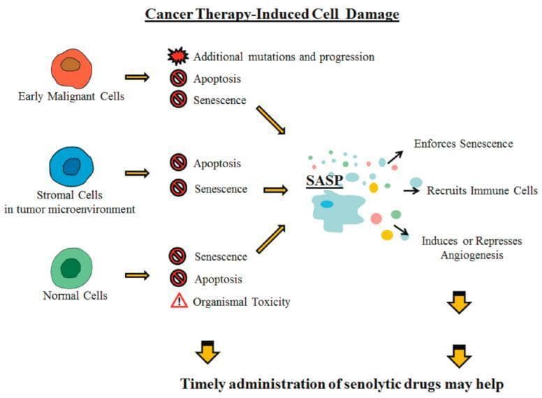 A pathophysiology diagram titled 'Cancer Therapy-Induced Cell Damage' illustrating the cellular responses to treatment and the role of the Senescence-Associated Secretory Phenotype (SASP). The diagram categorizes three cell types: Early Malignant Cells (orange), Stromal Cells in the tumor microenvironment (blue), and Normal Cells (green). Following cancer therapy, these cells face different outcomes: malignant cells can acquire additional mutations/progression (red starburst) or enter apoptosis/senescence (symbolized by red 'no' circles). Both stromal and normal cells similarly face apoptosis, senescence, or organismal toxicity (red triangle). The pathway converges on SASP, represented by a multicell cluster secreting signaling molecules. The diagram depicts SASP's downstream effects: enforcing senescence, recruiting immune cells, and modulating (inducing or repressing) angiogenesis. At the bottom, a clinical takeaway notes that 'Timely administration of senolytic drugs may help,' suggesting a therapeutic window to mitigate the negative systemic effects of lingering senescent cells in oncology patients.