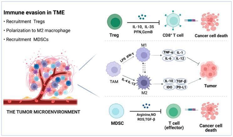 A medical pathophysiology diagram illustrating immune evasion mechanisms within the tumor microenvironment (TME). The schematic is divided into three horizontal panels detailing the roles of specific immunosuppressive cells. The top panel shows Regulatory T cells (Tregs) secreting inhibitory factors (IL-10, IL-35, PFN, and GzmB) to block CD8+ T cell-mediated cancer cell death. The middle panel depicts Tumor-Associated Macrophage (TAM) polarization; M1-polarized macrophages (via LPS and IFN-γ) release pro-inflammatory cytokines (TNF-α, IL-1, IL-6, IL-12) to inhibit the tumor, while M2-polarized TAMs (via IL-4 and IL-13) promote tumor growth by releasing IL-10, TGF-β, IDO, and PD-L1. The bottom panel demonstrates Myeloid-Derived Suppressor Cells (MDSCs) releasing arginine, NO, ROS, and TGF-β to suppress effector T cell activity. A central anatomical illustration on the left shows these cells infiltrating a vascularized tumor mass. The diagram serves as an educational tool for understanding oncology and immunology concepts related to cancer immunotherapy and the suppressive TME signaling pathways.