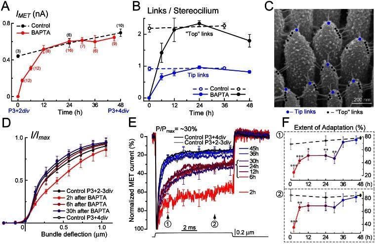Educational panel illustrating the regeneration of mechanotransduction (MET) in inner ear hair cells (IHCs). Panel C features a high-resolution scanning electron micrograph (SEM) of IHC stereocilia, showing individual filaments. Extracellular 'tip links' (blue dots) connect shorter stereocilia to adjacent taller ones, while 'top links' (black dots) interconnect stereocilia within the same row. Accompanying graphs quantify MET recovery after BAPTA-induced link disruption. Graph A shows the regeneration of maximal MET current over 48 hours. Graph B tracks the physical recovery of tip and top link density. Graph D displays current-displacement relationships, showing the sensitivity of the MET apparatus during regeneration. Graph E illustrates normalized MET current traces, highlighting changes in the kinetics of adaptation. Panel F provides a time-course of the extent of adaptation at 1.6 ms and 7.6 ms post-deflection, comparing BAPTA-treated cells (red) to untreated controls (dashed lines), demonstrating a delayed recovery of physiological adaptation relative to structural link reassembly.