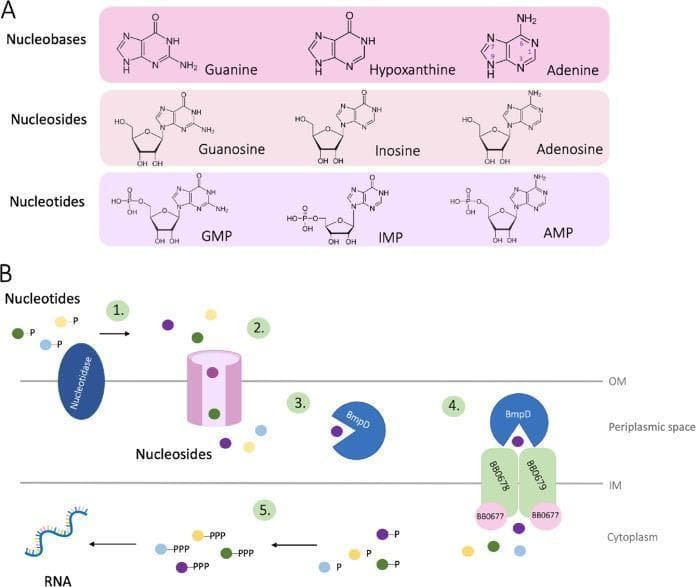 This educational medical illustration is divided into two panels focused on purine biochemistry and microbial physiology. Panel A is a comparison chart of 2D chemical structures, illustrating the progression from nucleobases (Guanine, Hypoxanthine, Adenine) to nucleosides (Guanosine, Inosine, Adenosine) through the addition of a ribose sugar, and finally to nucleoside monophosphate nucleotides (GMP, IMP, AMP) with the addition of a phosphate group. Standard purine atom-numbering is highlighted on the adenine structure. Panel B is a pathophysiology diagram showing the purine salvage pathway in Borrelia burgdorferi across cell membranes. It depicts five numbered steps: 1) extracellular nucleotidase converting nucleotides to nucleosides; 2) transport through the outer membrane (OM); 3) binding by substrate-binding proteins (SBP) like BmpD in the periplasmic space; 4) transport via the BB0677-BB0679 ABC transporter across the inner membrane (IM); and 5) cytoplasmic re-phosphorylation of nucleosides into monophosphates and subsequently triphosphates (ATP/GTP) for RNA incorporation. The diagram highlights the clinical significance of nutrient acquisition mechanisms in pathogenic spirochetes.