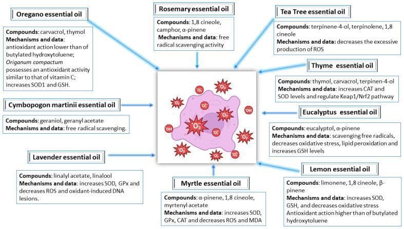 This pathophysiology diagram illustrates the antioxidant mechanisms of various essential oils (EOs) in the context of dermatological health, specifically for managing acne vulgaris. The central visual depicts a cellular structure under oxidative stress, indicated by reactive oxygen species (ROS) such as superoxide (O2-) and hydroxyl radicals (OH). Surrounding this central figure are nine detailed panels for different EOs: Oregano, Rosemary, Tea Tree, Thyme, Eucalyptus, Lemon, Myrtle, Lavender, and Cymbopogon martini. Each panel categorizes the primary chemical 'Compounds' (e.g., carvacrol, thymol, 1,8-cineole, linalool) and their specific 'Mechanisms and data.' Key biological pathways highlighted include the regulation of the Keap1/Nrf2 pathway, scavenging of free radicals, and the upregulation of endogenous antioxidant enzymes such as superoxide dismutase (SOD), glutathione peroxidase (GPx), and catalase (CAT). The diagram also notes reductions in malondialdehyde (MDA) levels and lipid peroxidation, emphasizing the oils' clinical relevance in mitigating oxidative damage and inflammation associated with skin disorders.