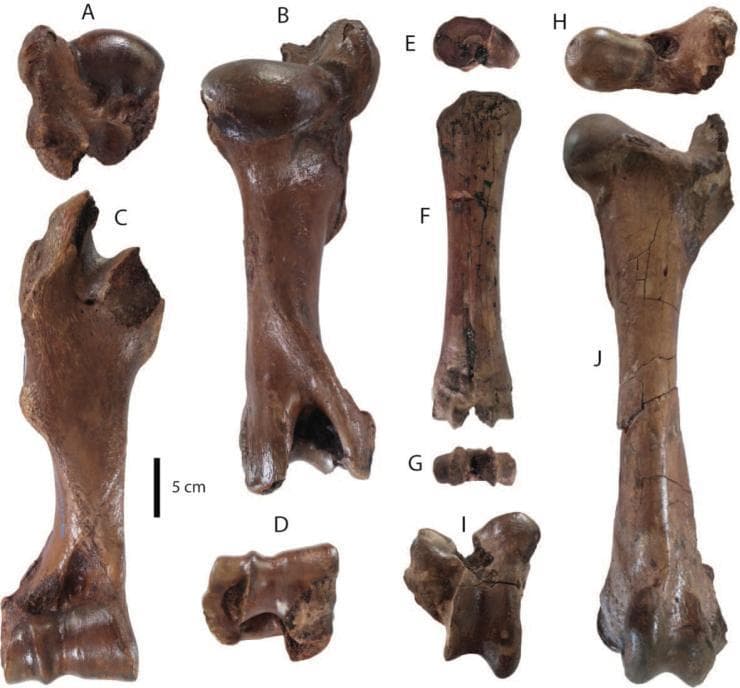 Anatomical comparison chart showing various views of long bones (humerus, metacarpus, and femur). A–D illustrate a right humerus: (A) proximal view showing the rounded humeral head and articular surface; (B) posterior view; (C) anterior view displaying the deltoid tuberosity; and (D) distal view featuring the trochlea and capitulum. E–G display a right metacarpus: (E) proximal view showing the flat articular surface; (F) anterior view of the cylindrical shaft; and (G) distal view showing the articulating condyles. H–J show a left femur: (H) proximal view highlighting the femoral head, neck, and greater trochanter; (I) distal view showing the medial and lateral condyles separated by the intercondylar fossa; and (J) anterior view showing the length of the shaft and the lesser trochanter. The specimens are fossilized, exhibiting a dark brown, mineralized texture with visible surface cracking. A 5 cm scale bar is included for anatomical measurement. These images demonstrate musculoskeletal landmarks used in osteology and comparative anatomy for structural identification.