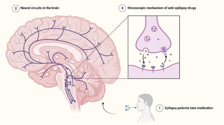 This medical infographic illustrates the pharmacological management of epilepsy at both the macro-anatomical and microscopic levels. The main panel presents a mid-sagittal and lateral perspective of the human brain, highlighting 'Neural circuits in the brain' with blue schematic lines. These pathways demonstrate connectivity between the brainstem, thalamus, and various cortical regions, representing the networks involved in seizure activity and regulation. A primary inset focuses on the 'Microscopic mechanism of anti-epilepsy drugs' at a synapse. It depicts a pre-synaptic terminal containing neurotransmitter vesicles, the synaptic cleft, and a post-synaptic membrane. The diagram shows neurotransmitters being released and moving toward receptors; however, a drug molecule is shown binding to a specific receptor or channel, effectively blocking synaptic transmission or modulating signal intensity. A supplementary icon shows a patient taking oral medication, linking systemic drug administration to these localized neural circuit interventions. This visual is designed for neurology and pharmacology education, emphasizing how targeted therapy suppresses epileptic seizures by regulating neuronal excitation and inhibition within specific cerebral axes.