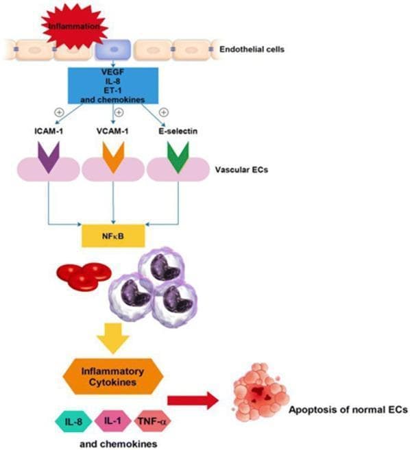 This pathophysiology diagram illustrates the signaling pathway of endothelial cell (EC) activation and apoptosis, particularly in the context of sickle cell disease (SCD) interactions with the vascular wall. The process begins with 'Inflammation' triggering the release of mediators including VEGF, IL-8, ET-1, and chemokines. These factors upregulate adhesion molecules on vascular ECs, specifically ICAM-1, VCAM-1, and E-selectin (represented by colored chevron icons). Activation of these molecules converges on the NF-̄Κβ signaling hub. This pathway facilitates the recruitment and interaction of homozygotic SS red blood cells (RBCs) and leukocytes (white blood cells). The subsequent cascade leads to the secretion of inflammatory cytokines, notably IL-8, IL-1, and TNF-α. The final stage of this inflammatory loop is the induction of apoptosis in normal endothelial cells, shown as a cluster of fragmented cells. The diagram serves as a model for understanding vaso-occlusive mechanisms and potential therapeutic targets like NF-̄Κβ inhibition in hematological disorders.