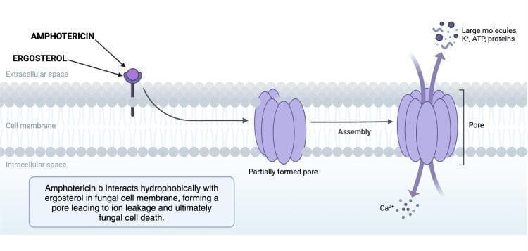 This pathophysiology diagram illustrates the mechanism of action of Amphotericin B, a polyene antifungal agent, on a fungal cell membrane. The diagram depicts the cell membrane as a phospholipid bilayer separating the extracellular space from the intracellular space. The process is shown in a three-step progression from left to right: (1) Initial interaction where Amphotericin B molecules bind hydrophobically to ergosterol, a primary sterol in the fungal membrane; (2) An intermediate state showing a 'partially formed pore' resulting from this interaction; and (3) The final 'Assembly' stage where a complete transmembrane pore is established. The diagram highlights the clinical consequence of pore formation: altered membrane permeability leading to the efflux of large molecules, potassium ions (K+), ATP, and proteins, and the influx of calcium ions (Ca2+). This disruption of cellular homeostasis results in fungal cell death. The visual is intended for medical education regarding antifungal pharmacology and is relevant to the treatment of invasive fungal infections like Cryptococcosis or Candidiasis.
