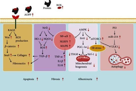 A pathophysiology diagram illustrating impaired molecular signaling pathways in diabetic nephropathy. The diagram is divided into four functional domains: 1) The RAGE pathway (yellow) shows Advanced Oxidation Protein Products (AOPP) activating RAGE, leading to increased ROS, Wnt, β-catenin, Snail, collagen, and fibronectin. 2) The Nrf2 pathway (purple) depicts decreased Nrf2, HO-1, and NQO1, resulting in increased ROS, TGF-β, and inflammatory markers (NF-κB, NLRP3, MAPK, TNF-α, IL1β, IL18). 3) The AMPK pathway (grey) shows decreased AMPK, Sirt1, PGC-1α, TFAM, and Nrf-1 leading to reduced mitochondrial biogenesis, while increased mTORC1 aggravates ER stress. 4) The P53 pathway (red) demonstrates increased P53 and miR-214, which inhibits ULK1 and suppresses autophagy. Collectively, these dysregulated pathways contribute to the clinical manifestations of increased apoptosis, fibrosis, and albuminuria. Red arrows indicate upregulated or downregulated protein expression levels characteristic of the diabetic state, emphasizing the loss of antioxidant defenses and homeostatic mechanisms like autophagy.
