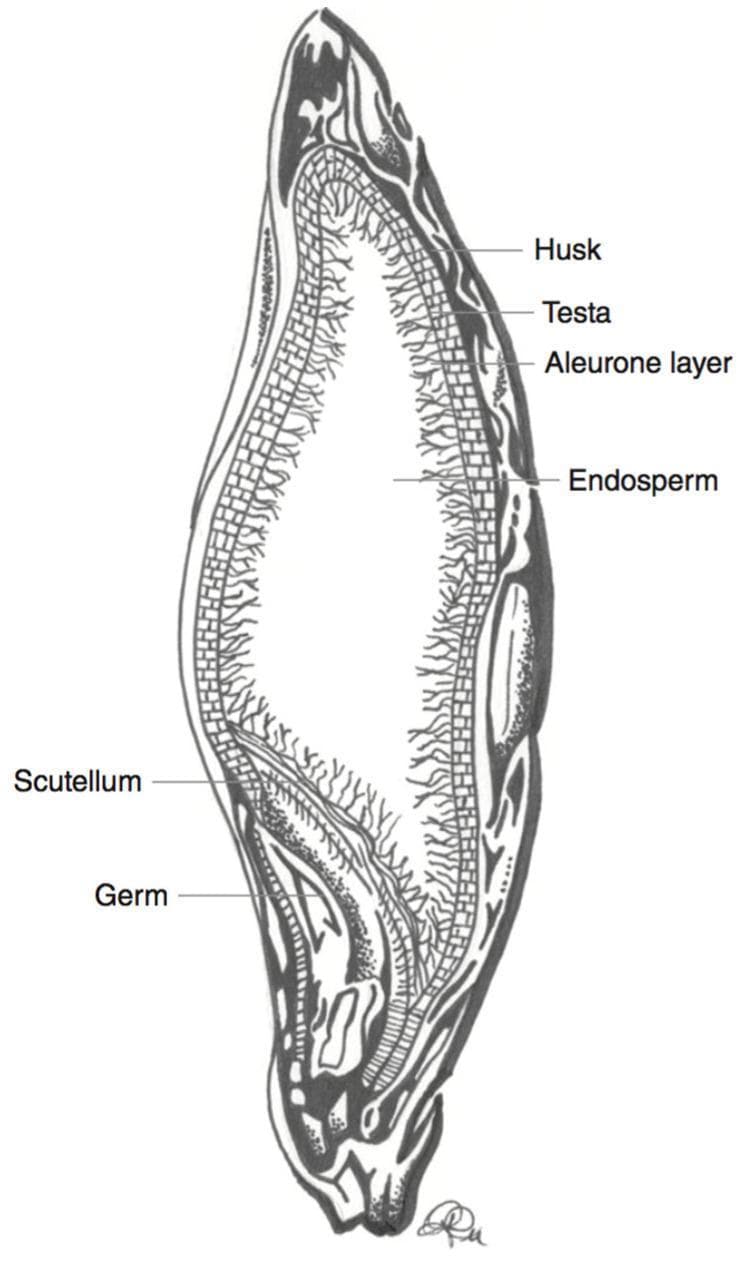This medical-botanical schematic illustration depicts a longitudinal cross-section of a barley kernel (Hordeum vulgare), serving as a model for cereal grain anatomy relevant to human nutrition and dietetics. The diagram identifies key structural components involved in nutrient distribution, specifically the localization of anthocyanins and fiber. The anatomical layers are labeled from the periphery to the interior: the outermost fibrous Husk, the thin protective Testa, and the Aleurone layer composed of structured, brick-like cells. The largest central region is the Endosperm, characterized by a grainy, fibrous texture. At the base of the kernel, the embryo-related structures, the Scutellum and the Germ, are clearly demarcated. This diagram is educationally significant for understanding the localization of bioactive compounds like phenolic pigments, which are primarily concentrated in the outer layers (pericarp and aleurone) and are often lost during commercial milling processes.