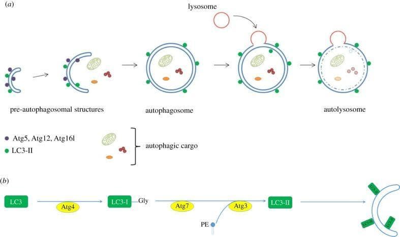 This medical schematic diagram illustrates the molecular and morphological stages of macroautophagy. Section (a) depicts the progression from pre-autophagosomal structures to the autolysosome. It begins with the formation of a crescent-shaped phagophore (pre-autophagosomal structure) associated with the Atg5-Atg12-Atg16L1 complex (purple) and lipidated LC3-II (green). The phagophore elongates to engulf autophagic cargo, including mitochondria and other cellular debris, closing to form a double-membrane autophagosome. After closure, the Atg complex dissociates, and the autophagosome fuses with a lysosome (red) to form an autolysosome, leading to the enzymatic degradation of the internal cargo. Section (b) outlines the biochemical pathway for LC3 lipidation. The protease Atg4 cleaves LC3 to expose a glycine residue, forming LC3-I. Subsequently, Atg7 and Atg3 facilitate the conjugation of LC3-I to phosphatidylethanolamine (PE), producing the lipidated form LC3-II, which then anchors to the autophagosomal membrane. This diagram serves as an educational resource for cell biology and molecular pathology, specifically regarding intracellular degradation pathways.