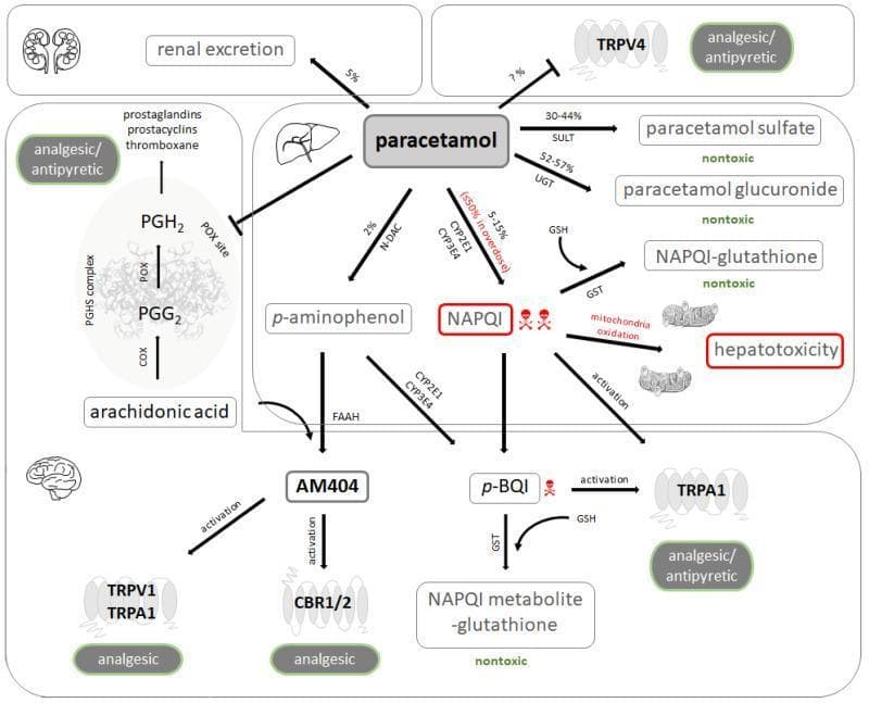 A comprehensive pharmacology and pathophysiology diagram illustrating the metabolic pathways and mechanism of action of paracetamol (acetaminophen). The schematic details three primary metabolic routes in the liver: glucuronidation (via UGT) and sulfation (via SULT) producing nontoxic metabolites for renal excretion, and a cytochrome P450-mediated pathway (CYP2E1, CYP3A4) forming the toxic intermediate N-acetyl-p-benzoquinone-imine (NAPQI). It depicts the detoxification of NAPQI by glutathione (GSH) and the adverse effects of excessive NAPQI, including mitochondrial oxidation and hepatotoxicity. The diagram also shows the N-deacetylation of paracetamol to p-aminophenol, leading to the formation of AM404, which activates TRPV1, TRPA1, and CBR1/2 receptors to provide analgesia. Furthermore, it illustrates the inhibition of the prostaglandin endoperoxide H synthase (PGHS) complex at the peroxidase (POX) site, preventing the conversion of PGG2 to PGH2, thereby explaining the drug's antipyretic and analgesic effects. Target receptors such as TRPV4 are also noted as potential sites of pharmacological interaction.