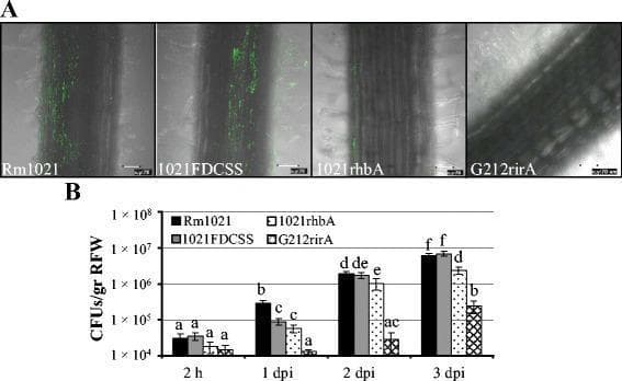 This composite educational image illustrates the in planta biofilm formation and root colonization of Sinorhizobium meliloti strains on alfalfa (Medicago sativa) roots, serving as a model for symbiotic plant-microbe interactions. Panel A features confocal laser scanning microscopy (CLSM) images taken 3 days post-inoculation (dpi). Green fluorescent protein (GFP)-labeled bacterial strains—the wild-type Rm1021 and mutant strains 1021FDCSS (fadD), 1021rhbA (siderophore-defective), and G212rirA (iron-regulator defective)—demonstrate varying colonization efficiencies. The wild-type shows robust, distributed green fluorescence along the root surface and root hairs, while the mutants exhibit significantly reduced fluorescence, with G212rirA showing minimal attachment. Panel B presents a bar graph of colony-forming units (CFU) per gram of root fresh weight (RFW) across four time points: 2 hours, 1 dpi, 2 dpi, and 3 dpi. The quantitative data mirrors the visual findings, showing that the wild-type Rm1021 achieves the highest colonization density (reaching ~10^7 CFU/g), whereas mutations in fadD, rhbA, and rirA genes lead to progressively lower colonization rates, highlighting the roles of fatty acid metabolism and iron homeostasis in bacterial biofilm establishment.