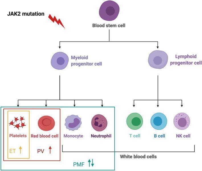A simplified pathophysiology diagram illustrating the haematopoiesis lineage and its association with myeloproliferative neoplasms (MPNs). The flowchart begins with a multipotent 'Blood stem cell' affected by a 'JAK2 mutation' (represented by a lightning bolt), which then differentiates into two main lineages: Myeloid and Lymphoid progenitor cells. The lymphoid lineage branches into T cells, B cells, and NK cells, collectively categorized as White blood cells. The myeloid lineage differentiates into Platelets, Red blood cells, Monocytes, and Neutrophils. The diagram uses symbols to indicate the hallmarks of classic Philadelphia-negative MPNs: Essential Thrombocythemia (ET) is marked by an upward arrow for platelets (thrombocytosis); Polycythemia Vera (PV) is marked by an upward arrow for red blood cells (erythrocytosis); and Primary Myelofibrosis (PMF) is indicated by bidirectional arrows under the myeloid group, representing variable cell counts. This educational visual explains the clonal evolution of myeloid cells under genetic influence and the resulting clinical manifestations of specific MPN subtypes.