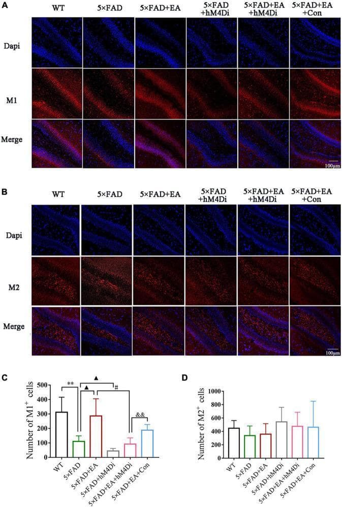 This composite educational graphic illustrates the effects of electro-acupuncture (EA) and MS/VDB-DG cholinergic circuit inhibition on muscarinic receptor expression in a 5xFAD mouse model of Alzheimer's disease. Panels A and B display representative immunofluorescence microscopy images of the hippocampal dentate gyrus (DG). Sections are stained for cell nuclei (DAPI, blue) and muscarinic receptors (M1 in Panel A; M2 in Panel B, red), with merged images provided. Comparisons are made across six groups: Wild-Type (WT), 5xFAD, 5xFAD+EA, and groups utilizing hM4Di DREADDs to inhibit cholinergic circuits. Visually, M1 receptor expression (red) is notably reduced in the 5xFAD group compared to WT, partially restored by EA treatment, and attenuated again following hM4Di-mediated circuit inhibition. In contrast, M2 expression appears more uniform across groups. Panels C and D provide quantitative bar graphs (mean ± SD) supporting these observations, showing statistically significant variations in M1+ cell counts across treatment groups, while M2+ cell counts remain stable. The data suggests that EA modulates cognitive function specifically through the M1 receptor pathway in the DG.