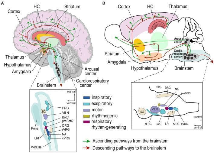 This comparative anatomical diagram illustrates the neural pathways and brainstem nuclei involved in cardiorespiratory regulation and epilepsy in humans (A) and mice (B). The top panels depict sagittal schematics of the human and mouse brains, highlighting the cortex, hippocampus, striatum, thalamus, hypothalamus, and brainstem. Green arrows represent ascending pathways from the brainstem to higher cortical and limbic centers, while red arrows indicate descending pathways. In humans, these projections appear more centralized, whereas in the mouse, they exhibit a more distributed pattern between the amygdala, hypothalamus, and striatum. The bottom panels provide high-magnification views of the brainstem, specifically the medulla and pons. It maps specialized respiratory centers categorized by function: inspiratory (e.g., rVRG, cVRG, DRG), expiratory (e.g., BötC, pFRG), motor (VII N), rhythmogenic (preBötC), and respiratory rhythm-generating (NA, PiCo). The human brainstem shows a linear rostrocaudal organization of these nuclei, while the mouse brainstem exhibits a more clustered spatial arrangement. This diagram serves as an educational resource for understanding the neuroanatomical basis of Sudden Unexpected Death in Epilepsy (SUDEP).