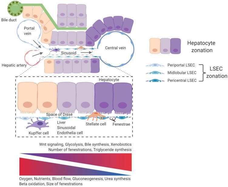 This pathophysiology diagram illustrates the vascular architecture and cellular zonation of a human liver lobule. The schematic depicts blood flow entering peripherally from the portal triad (Portal vein and Hepatic artery) and moving through the liver sinusoids toward the Central vein. Key cellular components include cords of hepatocytes, liver sinusoidal endothelial cells (LSEC), Kupffer cells (within the sinusoid), and Stellate cells (located in the Space of Disse). The diagram emphasizes the concept of metabolic zonation across the periportal, midlobular, and pericentral regions. A gradient scale correlates spatial location with physiological processes: periportal zones show high oxygen, nutrients, gluconeogenesis, and urea synthesis, while pericentral zones exhibit increased Wnt signaling, glycolysis, and bile synthesis. An enlarged inset details the LSEC lining, highlighting the presence of fenestrae (pores). Labels further distinguish LSEC zonation based on the size and frequency of these fenestrations along the portal-to-central axis, illustrating the functional angiodiversity of the hepatic microenvironment.