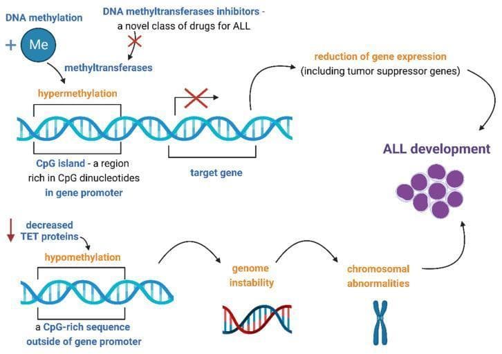A pathophysiology diagram illustrating the mechanisms of aberrant DNA methylation in the development of pediatric Acute Lymphoblastic Leukemia (ALL). The diagram is divided into two primary epigenetic pathways. The upper pathway shows hypermethylation: DNA methyltransferases add methyl groups (Me) to CpG islands within gene promoters. This leads to the silencing of target genes, specifically tumor suppressor genes, resulting in reduced gene expression and subsequent ALL development. A red inhibition symbol highlights DNA methyltransferase inhibitors as a therapeutic intervention to block this process. The lower pathway depicts hypomethylation occurring at CpG-rich sequences outside of gene promoters, triggered by decreased Ten-Eleven Translocation (TET) proteins. This mechanism results in genome instability and chromosomal abnormalities, further contributing to the development of leukemia cells, which are visually represented by a cluster of purple lymphoblasts. This infographic serves as an educational summary of epigenetic dysregulation and targeted pharmacological strategy in hematologic oncology.