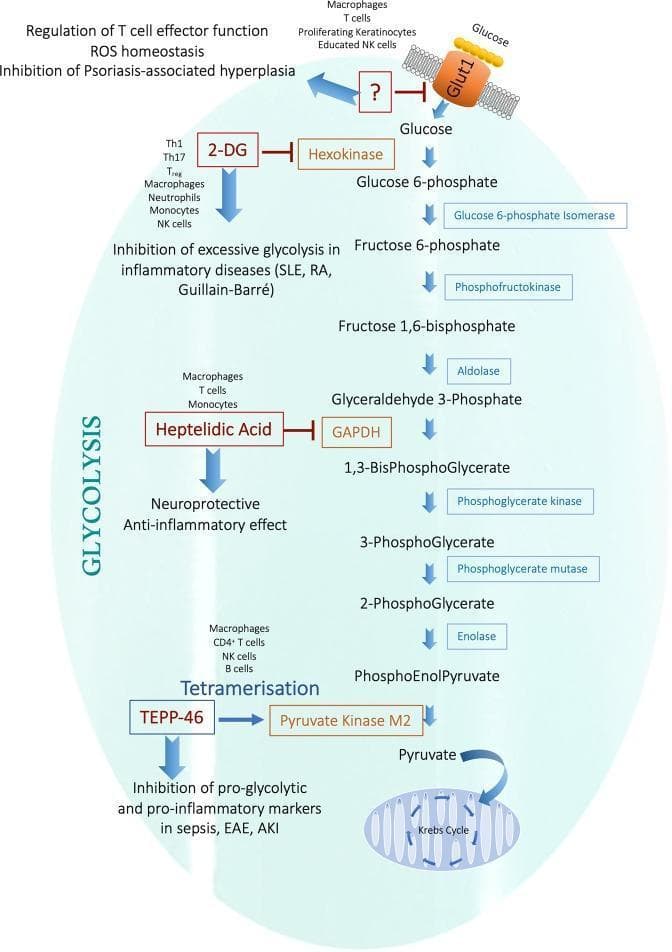 This pathophysiology diagram illustrates the glycolysis pathway as a therapeutic target for anti-inflammatory strategies. The metabolic flowchart depicts the sequence from glucose entry via the Glut1 transporter through various intermediates including glucose-6-phosphate, fructose-1,6-bisphosphate, and glyceraldehyde-3-phosphate, culminating in pyruvate entry into the Krebs cycle within the mitochondria. Key regulatory interventions are highlighted: 2-DG (2-deoxyglucose) inhibiting hexokinase to treat inflammatory diseases like SLE, RA, and Guillain-Barré; Heptelidic Acid inhibiting GAPDH for neuroprotective and anti-inflammatory effects; and TEPP-46 promoting the tetramerization of Pyruvate Kinase M2 to inhibit pro-inflammatory markers in sepsis, EAE, and AKI. The diagram identifies specific immune cell types affected by these interventions, such as Th1, Th17, macrophages, and NK cells. The educational focus is on how modulating metabolic enzymes can alter immune cell phenotype and manage systemic inflammatory conditions.