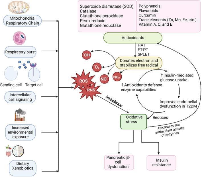This pathophysiology diagram illustrates the mechanism of oxidative stress in Type 2 Diabetes Mellitus (T2DM) and the countervailing role of phytochemical antioxidants. On the left, it identifies primary sources of Reactive Oxygen Species (ROS) and Reactive Nitrogen Species (RNS), including mitochondrial respiratory chain activity, respiratory burst, intercellular cell signaling, environmental exposure (pollution), and dietary xenobiotics. An imbalance caused by these factors leads to oxidative stress, which induces pancreatic ̢-cell dysfunction and insulin resistance. The right side shows how antioxidants (e.g., superoxide dismutase, catalase, polyphenols, vitamins A, C, E) neutralize radicals like ·OH, ·O2-, NO·, and NO2· by donating electrons through mechanisms such as Hydrogen Atom Transfer (HAT) and Single Proton Loss Electron Transfer (SPLET). This antioxidant activity restores balance, improves insulin-mediated glucose uptake, enhances endogenous enzyme capabilities, and reduces endothelial dysfunction. The diagram serves as an educational summary of redox biology in metabolic disease management.