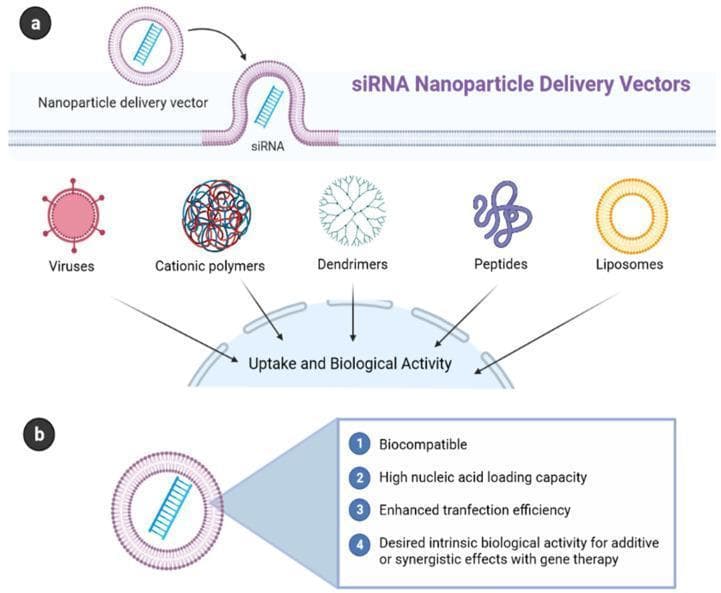 Educational diagram illustrating delivery systems for gene therapy and nucleic acid delivery. Panel (a) titled 'siRNA Nanoparticle Delivery Vectors' shows the mechanism of a nanoparticle vector entering a cell membrane to deliver siRNA. Below this, it categorizes five major types of delivery vectors: viruses, cationic polymers, branched dendrimers, cell-penetrating peptides, and cationic liposomes, all shown converging on a cell for 'Uptake and Biological Activity.' Panel (b) outlines the four essential characteristics of an engineered synthetic vector: 1) Biocompatibility, 2) High nucleic acid loading capacity, 3) Enhanced transfection efficiency, and 4) Desired intrinsic biological activity for additive or synergistic effects. This illustration serves as a pharmacological guide for understanding nanopharmaceutical drug delivery systems in molecular medicine and oncology.