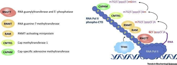 This pathophysiology diagram illustrates the sequential recruitment of mRNA capping enzymes to RNA polymerase II (Pol II) during eukaryotic transcription. The visual highlights the RNA Pol II C-terminal domain (CTD), which is shown as a chain of beads phosphorylated on serine 5 residues (indicated by 'P' circles). This phosphorylated CTD acts as a scaffold for the recruitment of four major enzyme complexes in a specific order: RNGTT (RNA guanylyltransferase and 5'-phosphatase), RNMT-RAM (RNA guanine-7 methyltransferase and its activating miniprotein), CMTR1 (cap methyltransferase 1), and CAPAM (cap-specific adenosine methyltransferase). As the nascent RNA (represented by a purple strand) emerges from Pol II, it undergoes a stepwise modification of its 5' end. The diagram depicts the chemical evolution of the cap structure from G(5')ppp(5')A to m7G(5')ppp(5')m6Am, with newly added chemical groups highlighted in red. This illustration demonstrates the structural and temporal coordination between transcription elongation and RNA processing, emphasizing the role of the phospho-CTD in organizing the mRNA capping machinery.