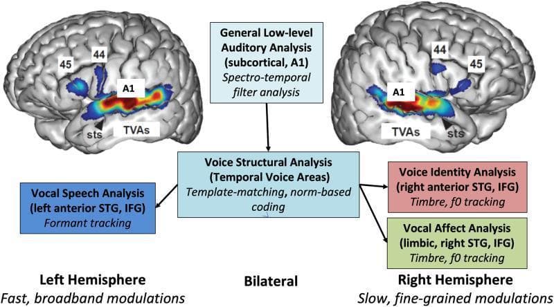 This medical schematic and neuroimaging diagram illustrates the functional processing hierarchy of auditory communicative signals in the human brain. The image features bilateral lateral views of the cerebral cortex with fMRI-style heatmaps highlighting the Temporal Voice Areas (TVAs) along the Superior Temporal Sulcus (STS) and Superior Temporal Gyrus (STG). Primary auditory cortex (A1) and Inferior Frontal Gyrus (IFG) regions, specifically Brodmann areas 44 and 45, are annotated. A central flowchart outlines the hierarchical processing sequence: 1) General Low-level Auditory Analysis (subcortical and A1) involving spectro-temporal filter analysis; 2) Bilateral Voice Structural Analysis (TVAs) utilizing template-matching and norm-based coding; and 3) Hemispherically lateralized downstream processing. The left hemisphere is associated with Vocal Speech Analysis (formant tracking) characterized by fast, broadband modulations. The right hemisphere is associated with Voice Identity and Vocal Affect Analysis (timbre and f0 tracking) involving the right anterior STG, IFG, and limbic structures, characterized by slow, fine-grained modulations. This infographic serves as a pedagogical tool for understanding the neuroanatomical basis of social signal processing and voice categorization.