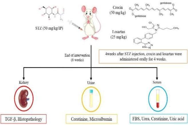 This infographic presents a timeline and methodology for a preclinical pharmacological study investigating diabetic nephropathy and therapeutic interventions. The study protocol begins with an initial intraperitoneal (IP) injection of Streptozotocin (STZ) at 50 mg/kg to induce diabetes in a rodent model. Four weeks post-induction, a dual-intervention phase begins involving oral administration of Crocin (50 mg/kg) and Losartan (25 mg/kg) for an additional four weeks. The chemical structures for all three substances are illustrated. The flowchart concludes at 8 weeks with a breakdown of terminal assessments categorized by biological sample: Kidney analysis includes TGF-β expression and histopathological evaluation; Urine analysis focuses on creatinine and microalbumin levels; and Serum analysis evaluates fasting blood sugar (FBS), urea, creatinine, and uric acid. This visual aid effectively maps the progression from disease induction to therapeutic testing and final diagnostic outcomes related to renal function and metabolic health.