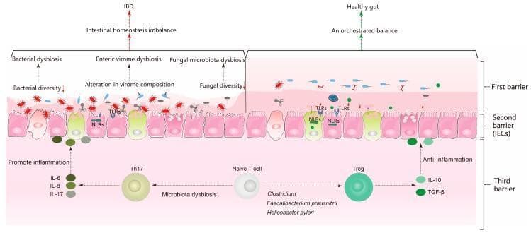 A pathophysiology diagram illustrating the differences between intestinal homeostasis in a healthy gut and homeostasis imbalance in inflammatory bowel disease (IBD). The illustration is divided into three functional barriers. The first barrier (luminal) contrasts the 'orchestrated balance' of healthy microbiota with 'dysbiosis' characterized by bacterial diversity loss, enteric virome composition shifts, and fungal microbiota imbalance. The second barrier (intestinal epithelial cells - IECs) shows healthy uniform cells versus an IBD state with increased expression of pattern recognition receptors like TLRs and NLRs. The third barrier (lamina propria) depicts the immunological divergence from a Naive T cell: the healthy gut favors Treg cell differentiation, stimulated by specific commensals like Clostridium and Faecalibacterium prausnitzii, leading to anti-inflammatory cytokine production (IL-10, TGF-̢). In contrast, the IBD state involves microbiota-driven Th17 cell differentiation and the secretion of pro-inflammatory cytokines (IL-6, IL-8, IL-17). This visual contrast highlights the Treg/Th17 axis's role in maintaining mucosal tolerance versus driving chronic inflammation.
