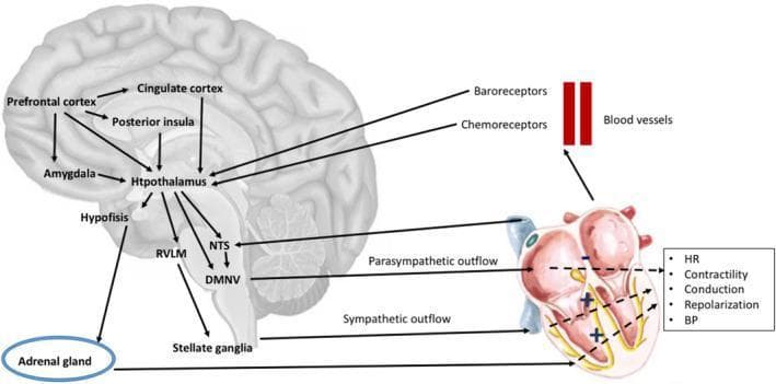 This pathophysiology diagram illustrates the neuroanatomical pathways connecting the central nervous system to the cardiovascular system, emphasizing the brain-heart axis. The schematic shows cortical and subcortical structures, including the prefrontal cortex, cingulate cortex, posterior insula, and amygdala, which provide inputs to the hypothalamus. The hypothalamus serves as a central hub, influencing brainstem nuclei such as the Rostral Ventrolateral Medulla (RVLM), Nucleus Tractus Solitarius (NTS), and Dorsal Motor Nucleus of the Vagus (DMNV). The autonomic pathways are bifurcated into parasympathetic outflow (originating from the DMNV/NTS) and sympathetic outflow, which descends through the RVLM to the stellate ganglia and adrenal gland. These pathways culminate in the heart, modulating clinical parameters including heart rate (HR), contractility, conduction, repolarization, and blood pressure (BP). Additionally, a feedback loop is depicted where baroreceptors and chemoreceptors in blood vessels transmit signals back to the NTS. The diagram highlights the integrated control of cardiovascular function through neural and endocrine (Hypophysis/Adrenal gland) mechanisms.