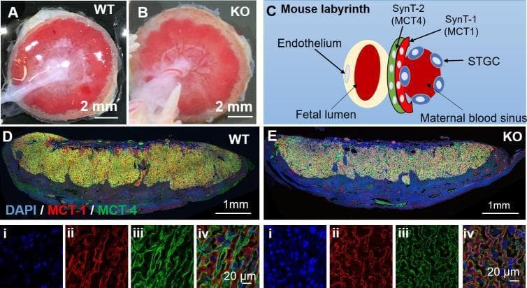 This composite image evaluates the placental morphology and trophoblast syncytialization in wild-type (WT) and TRPV4 knockout (KO) mouse models at embryonic day E18.5. Panels A and B present gross clinical photographs of WT and KO placentas, respectively, showing comparable circular cross-sections and red-pink coloration with a 2mm scale. Panel C is an anatomical diagram of the mouse labyrinth, illustrating the spatial relationship between the fetal lumen (endothelium), SynT-2 layer (MCT4 positive), SynT-1 layer (MCT1 positive), and maternal blood sinuses. Panels D and E show low-magnification immunofluorescence sections of WT and KO placentas, stained for DAPI (blue, nuclei), MCT1 (red), and MCT4 (green). High-magnification subsets (i-iv) confirm the cellular organization of the syncytiotrophoblast layers: MCT1 specifically labels the SynT-1 layer facing maternal blood, while MCT4 labels the SynT-2 layer surrounding fetal vessels. The visual evidence demonstrates that TRPV4 deficiency does not cause gross anatomical defects or disrupt the integrity of the trophoblast layers in the mouse labyrinth, highlighting species-specific differences in placental TRPV4 function.