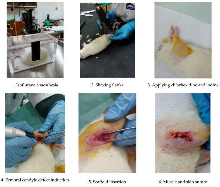This composite educational image illustrates a six-step surgical workflow for scaffold implantation in an animal model, specifically a white rat. The timeline serves as a protocol for orthopedic research in regenerative medicine.
1. Pre-operative Preparation: The sequence begins with 'Isoflurane anaesthesia' in a transparent induction chamber, followed by 'Shaving flanks' using an electronic clipper. The third frame shows aseptic technique through 'Applying chlorhexidine and iodine,' evidenced by the yellow antiseptic staining on the skin.
2. Surgical Procedure: The fourth frame depicts 'Femoral condyle defect induction' using a handheld micro drill to create a standardized bone void. This is followed by 'Scaffold insertion,' where a biomaterial (chitosan-based) is placed into the defect using surgical forceps.
3. Closure: The final frame shows 'Muscle and skin suture,' demonstrating the post-operative appearance with absorbable sutures.
The content highlights key stages of translational medical research, focusing on surgical site preparation, orthopedic defect creation, and biomaterial integration. It is intended for researchers and students studying surgical techniques and tissue engineering.