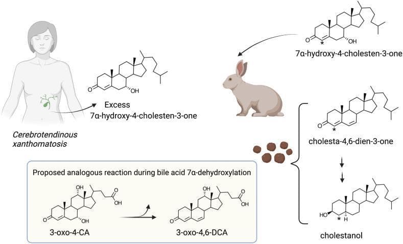 A pathophysiology diagram illustrating the metabolic pathways of bile acids and cholesterol derivatives in the context of cerebrotendinous xanthomatosis (CTX) and intestinal bacterial metabolism. On the left, an illustration of a human subject with CTX shows the excessive accumulation of 7α-hydroxy-4-cholesten-3-one (C4), a marker for bile acid synthesis. On the right, a rabbit model demonstrates the bacterial conversion of radiolabeled C4. The sequence shows C4 being transformed into cholesta-4,6-dien-3-one through the elimination of the 7α-hydroxyl group and introduction of a double bond at C6-C7. This is followed by reduction to cholestanol, involving the saturation of the steroid ring and reduction of the C3-ketone to a hydroxyl group. A boxed inset at the bottom left illustrates a 'Proposed analogous reaction during bile acid 7α-dehydroxylation' by gut microbiota. It depicts the conversion of 3-oxo-4-cholic acid (3-oxo-4-CA) to 3-oxo-4,6-deoxycholic acid (3-oxo-4,6-DCA), highlighting a mechanism involving a 3-oxo-Δ4-steroid intermediate. This educational visual explains the biochemical link between human metabolic errors and microbial bile acid biotransformation.