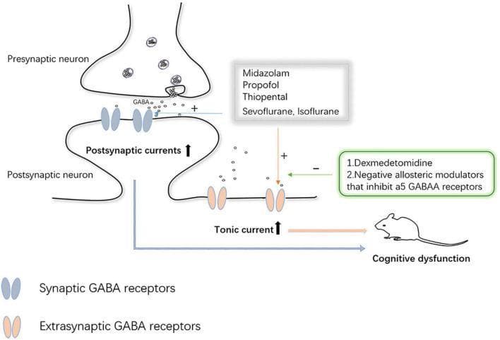 This pathophysiology diagram illustrates the mechanism of GABA receptor-mediated inhibition in neurons and the modulatory effects of anesthetic agents. The illustration depicts a synaptic cleft between a presynaptic neuron, which releases GABA from vesicles, and a postsynaptic neuron. GABA binds to two types of receptors: synaptic GABA receptors, which increase postsynaptic currents, and extrasynaptic GABA receptors, which increase tonic current. The diagram highlights how specific anesthetics—Midazolam, Propofol, Thiopental, Sevoflurane, and Isoflurane—act as positive modulators (+) on both receptor types, particularly enhancing tonic current. Conversely, Dexmedetomidine and negative allosteric modulators of α5 GABAA receptors exert inhibitory effects (-) on these extrasynaptic pathways. The net increase in GABAergic inhibition and tonic current is linked via arrows to a mouse model labeled 'Cognitive dysfunction,' suggesting a clinical correlation between excessive GABAergic tonic signaling and impaired cognitive outcomes. This diagram serves as an educational tool for neuropharmacology and anesthesiology, focusing on GABA receptor distribution and drug-induced neurotoxicity.