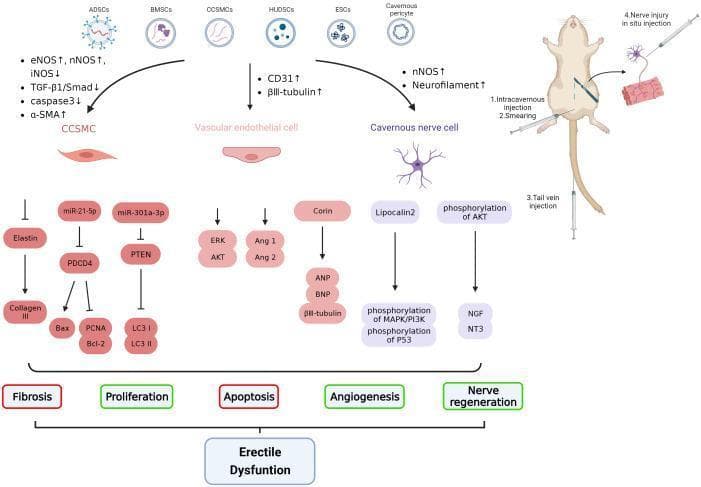 A multi-panel pathophysiology diagram and algorithm illustrating the molecular mechanisms of exosome therapy for erectile dysfunction (ED). The left and central sections detail signaling pathways initiated by various stem-cell-derived exosomes (ADSCs, BMSCs, CCSMCs, HUDSCs, and ESCs) and cavernous pericytes. These cells influence molecular targets in three key cell types: corpora cavernosum smooth muscle cells (CCSMC), vascular endothelial cells, and cavernous nerve cells. Key molecular shifts include up-regulation of eNOS, nNOS, α-SMA, and neurofilaments, alongside down-regulation of iNOS, TGF-̢1/Smad, and caspase-3. The diagram maps these signaling cascades (involving miR-21-5p, PTEN, ERK, AKT, and NGF) to five physiological outcomes: reduction in fibrosis and apoptosis, and promotion of proliferation, angiogenesis, and nerve regeneration. The right panel depicts an animal model (rat) demonstrating four therapeutic delivery methods: intracavernous injection, smearing, tail vein (systemic) injection, and nerve injury in situ injection. This educational infographic summarizes how regenerative medicine targets the underlying vascular and neural pathology of ED.