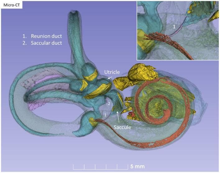This diagnostic image features a high-resolution 3D reconstruction of the human right internal ear, derived from micro-CT data in Stenver's view. The bony capsule is rendered as a semi-transparent grey-lilac shell to expose the underlying membranous labyrinth and associated neurovascular structures. The cochlea is highlighted by a red-colored basilar membrane spiraling through its turns. The vestibular system, including the three semicircular canals, utricle, and saccule, is depicted in teal/light blue. Key neural components, specifically the vestibular neuro-epithelium and vestibulocochlear nerves, are rendered in bright yellow. Labels identify the 'Reunion duct' (1) and 'Saccular duct' (2), illustrating the fluid pathways connecting the saccule to the cochlear duct (ductus reuniens) and the endolymphatic system. An upper-right inset provides a magnified perspective of the reunion duct (1), emphasizing its anatomical position between the vestibular organ and the cochlear base. This model serves as an educational tool for otolaryngology and neuroanatomy, demonstrating the complex spatial relationships within the temporal bone.