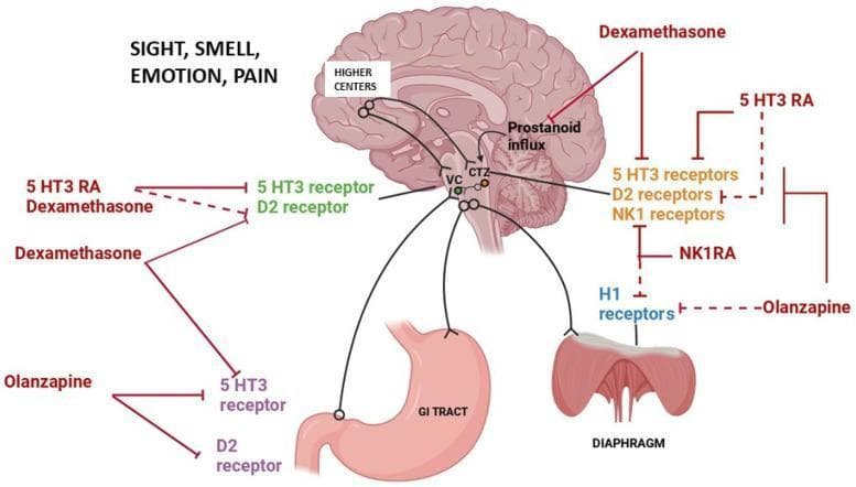 A pathophysiology diagram and pharmacological algorithm illustrating the mechanisms of chemotherapy-induced nausea and vomiting (CINV) and the corresponding sites of action for anti-emetic agents. The central anatomical figure is a sagittal section of the human brain, highlighting the Higher Centers (processing sensory/emotional stimuli), the Vomiting Center (VC) in the medulla, and the Chemoreceptor Trigger Zone (CTZ). Neural pathways connect these central regions to peripheral effectors including the GI tract and the diaphragm. The diagram maps specific drug classes to their molecular targets: 5-HT3 Receptor Antagonists (5-HT3 RA), NK1 Receptor Antagonists (NK1RA), Dexamethasone, and Olanzapine. These agents are shown inhibiting various receptors including 5-HT3, D2 (dopamine), NK1 (neurokinin-1), and H1 (histamine) receptors within the CTZ and peripheral pathways. Dexamethasone is specifically noted for its role in inhibiting prostanoid influx. Solid red lines represent predominant mechanisms of action, while dashed lines indicate minor pathways. This educational visual summarizes multi-receptor antagonism strategies used in clinical oncology to manage nausea and vomiting reflexes.