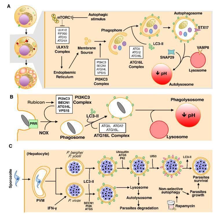 This medical pathophysiology diagram illustrates three pathways of autophagy and their clinical relevance in host defense and parasitic infection. Section A depicts canonical macroautophagy: inhibitory phosphorylation of mTORC1 triggers the ULK1/2 complex (ULK1/2, FIP200, ATG13, ATG101). A phagophore emerges via the PI3KC3 complex (BECN1, ATG14L, VPS15), elongates through the ATG16L complex, and forms an LC3-II-decorated autophagosome before fusing with a lysosome (mediated by STX17, VAMP8, SNAP29) to create an acidic autolysosome. Section B details LC3-associated phagocytosis (LAP), where pathogens are recognized by PRRs and NOX, leading to single-membrane phagosome formation and direct LC3-II recruitment. Section C illustrates the interaction between autophagy and malaria in hepatocytes. It shows how the parasitophorous vacuole membrane (PVM) containing Plasmodium sporozoites (P. berghei, P. yoelii, P. vivax) can be targeted for lysosomal degradation. However, it also highlights survival mechanisms where the parasite protein UIS3 removes LC3-II to evade autophagy, and how non-selective canonical autophagy, potentially induced by rapamycin, can paradoxically promote parasite growth by providing host nutrients.