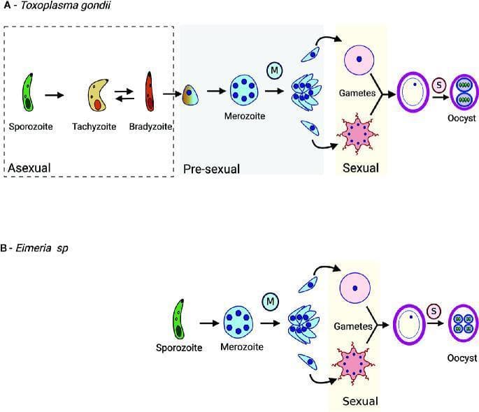 A comparative life cycle diagram of apicomplexan parasites Toxoplasma gondii (Panel A) and Eimeria sp. (Panel B), illustrating their developmental stages. The T. gondii cycle starts with asexual stages including elongated sporozoites, crescent-shaped tachyzoites, and cystic bradyzoites. It progresses to the pre-sexual phase where bradyzoites differentiate into merozoites. During merogony (indicated by a blue 'M' icon), multi-nucleated schizonts undergo cytoplasmic division to produce more merozoites. These enter the sexual phase, differentiating into macrogametes (large, round female cells) and flagellated microgametes (male cells). Fusion results in an oocyst, which undergoes sporulation (indicated by a pink 'S' icon) to form infectious sporozoites. Panel B illustrates the Eimeria cycle, which lacks the intermediate host tissue cyst phase (tachyzoite/bradyzoite) and proceeds directly from sporozoite to merozoite/pre-sexual development. This pathophysiology diagram highlights key morphological shifts and reproductive strategies critical for understanding parasitic transmission and pathogenesis in medical and veterinary microbiology.